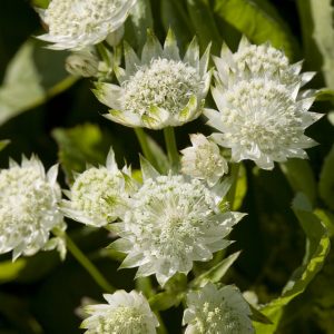 Astrantia 'White Angel'