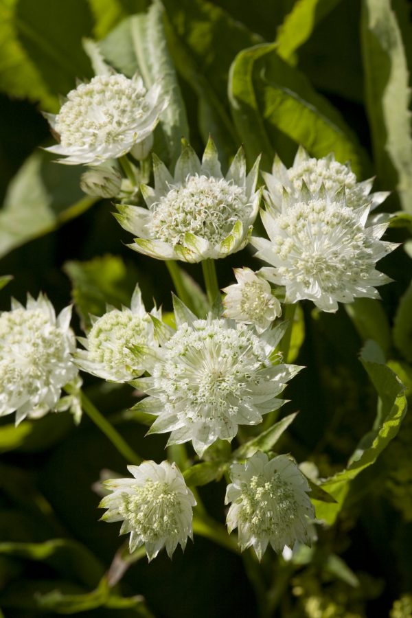Astrantia 'White Angel'