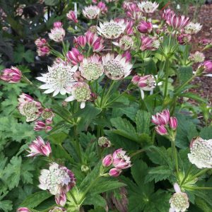 Astrantia bavarica