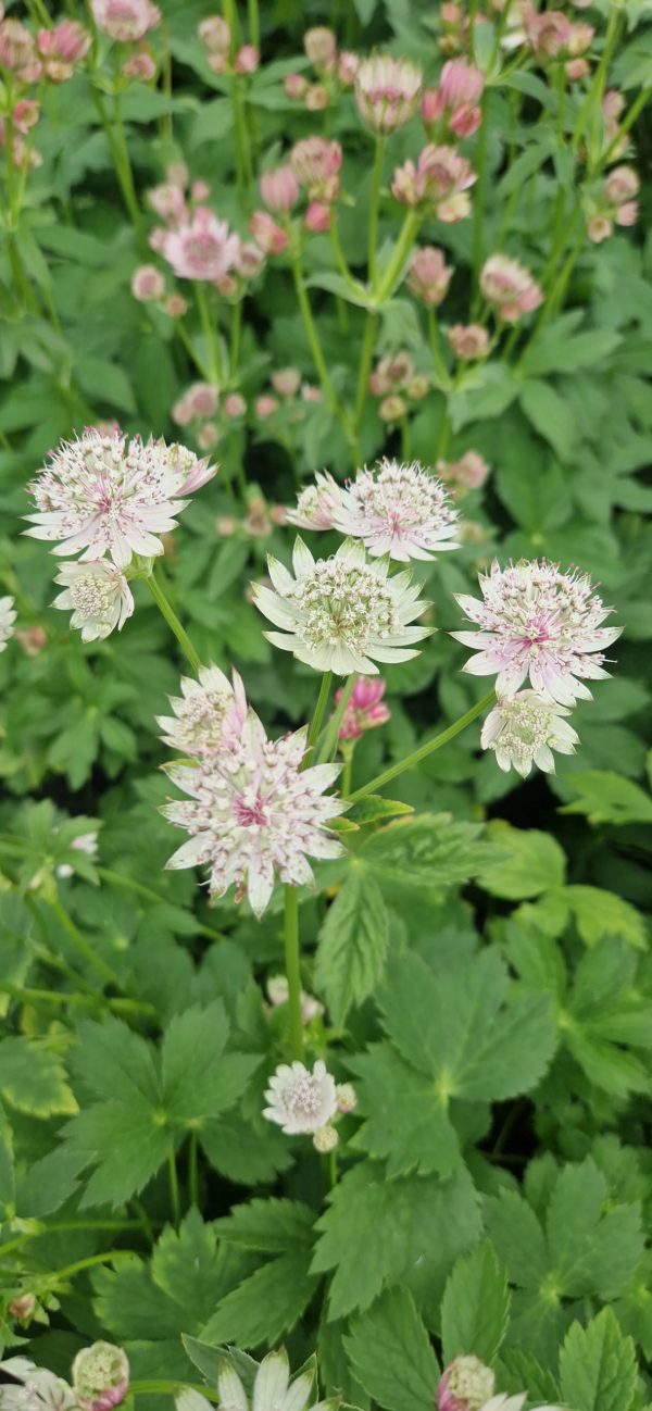 Astrantia bavarica