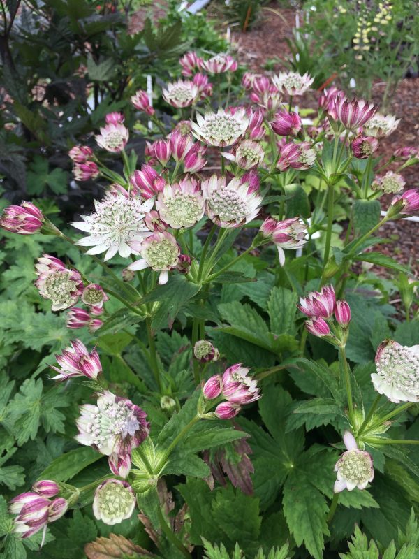 Astrantia bavarica