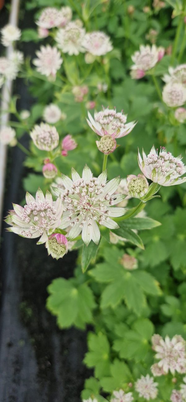 Astrantia bavarica