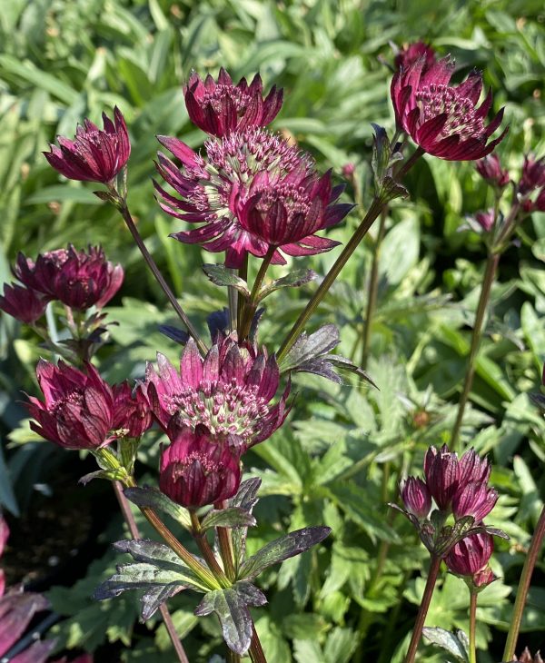 Astrantia major 'Burgundy Manor' Astrantia major 'Burgundy Manor'