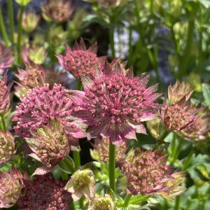 Astrantia major 'Pink Pride'