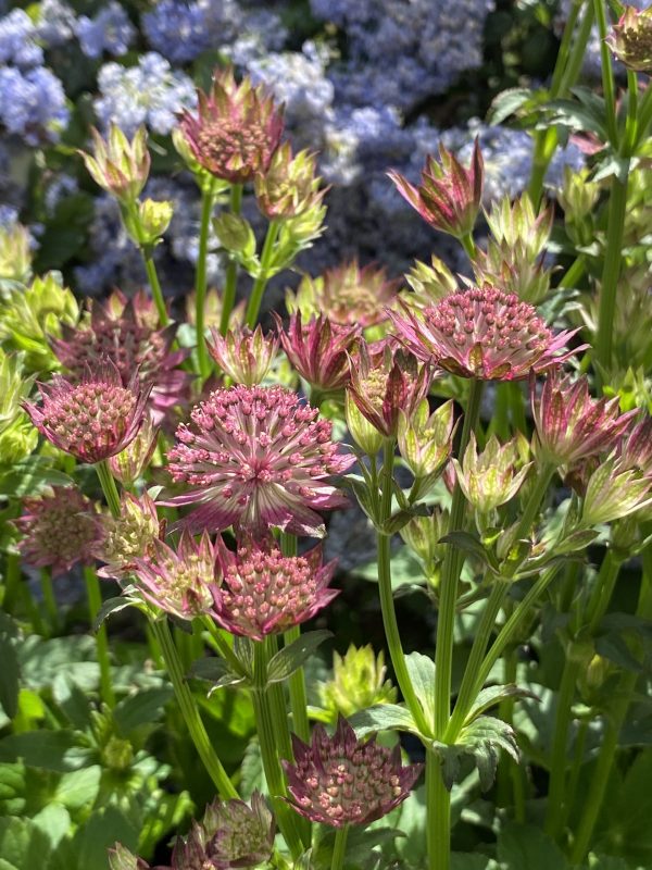 Astrantia major 'Pink Pride' 3 Astrantia major 'Pink Pride'