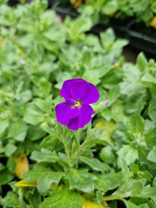 Aubrieta 'Just Spring Blue' Aubrieta 'Just Spring Blue'