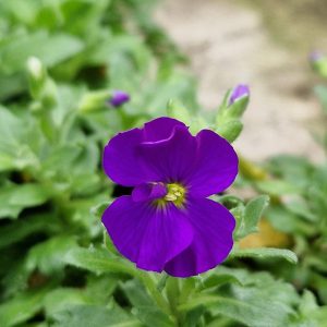 Aubrieta 'Just Spring Blue'