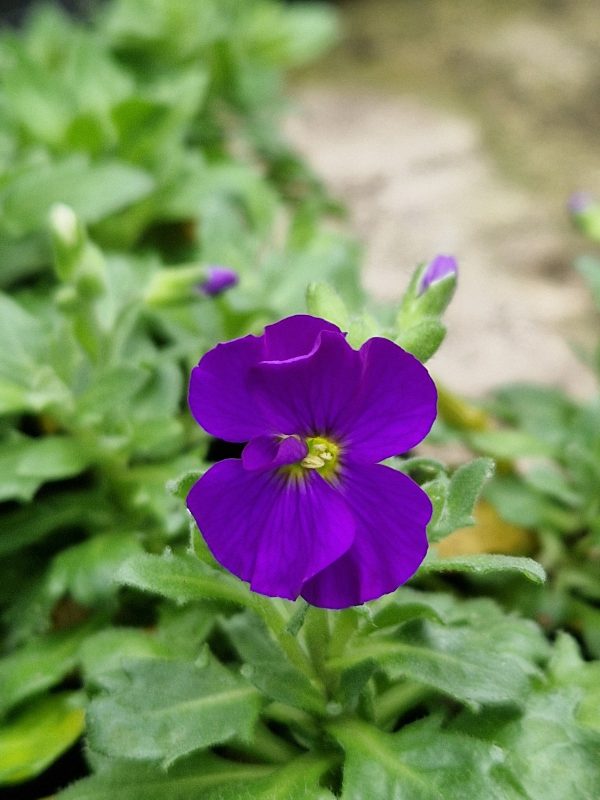 Aubrieta 'Just Spring Blue'2 Aubrieta 'Just Spring Blue'