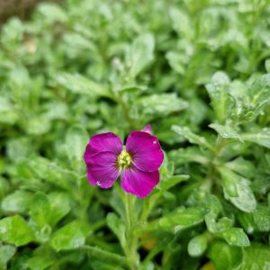 Aubrieta 'Just Spring Red'