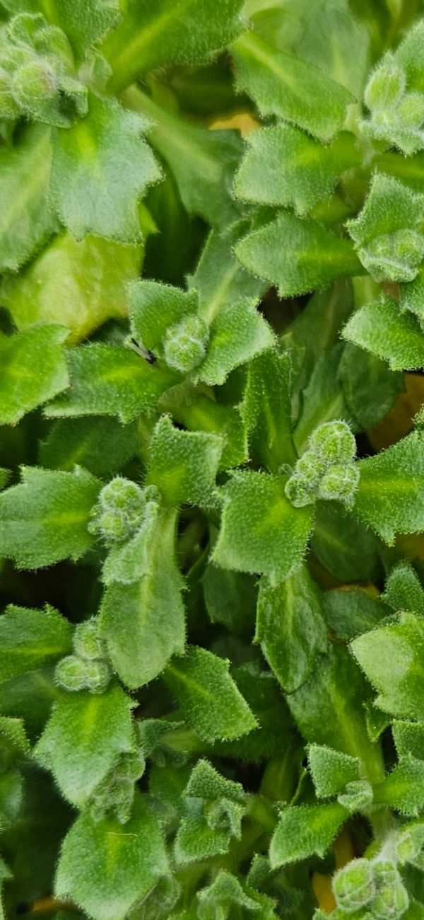Aubrieta 'Royal Red'