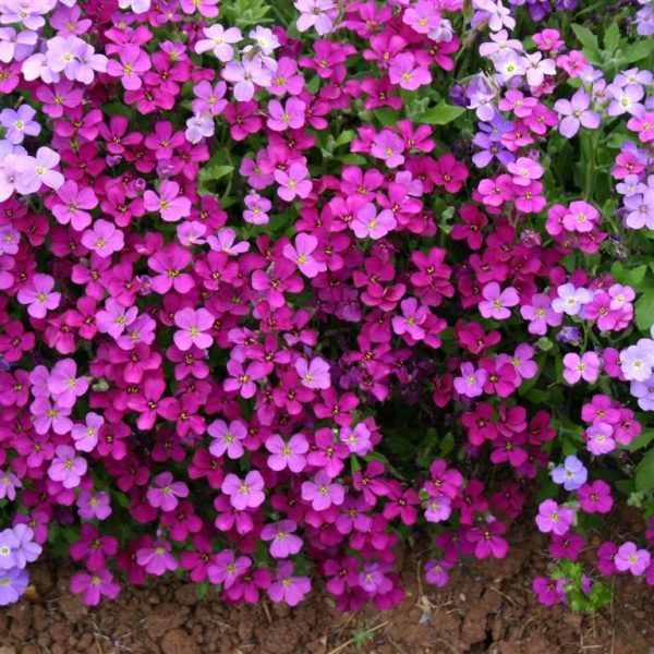 Aubrieta 'Royal Red' | Shop Well Established Aubrieta | Proctors Nursery