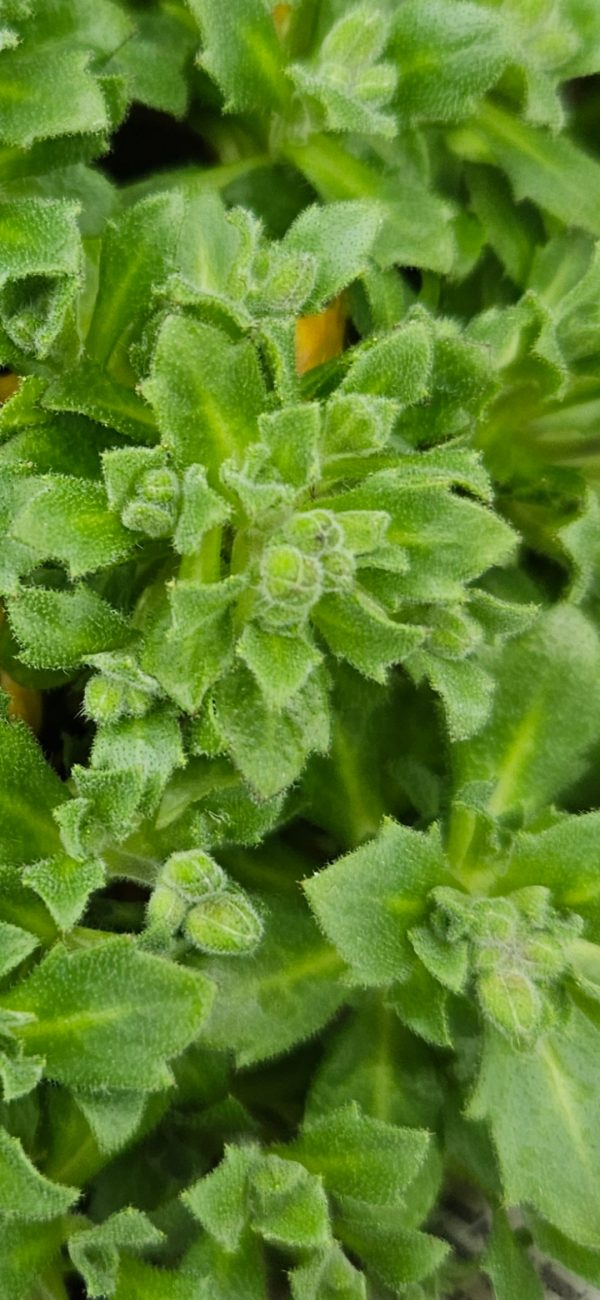 Aubrieta 'Royal Red'