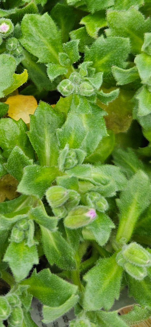 Aubrieta 'Royal Red'
