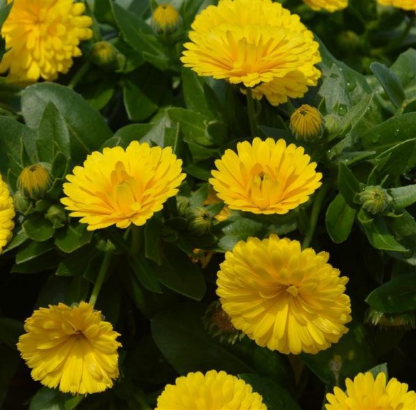 Calendula Power Daisy 'Sunny' Calendula Power Daisy 'Sunny'