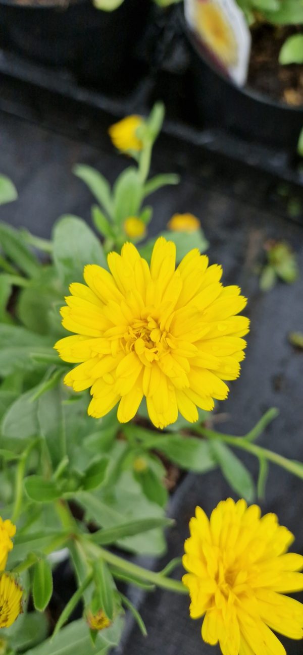 Calendula Power Daisy 'Sunny' Calendula Power Daisy 'Sunny'