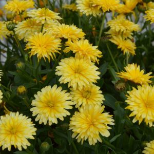 Calendula Power Daisy 'Sunray'