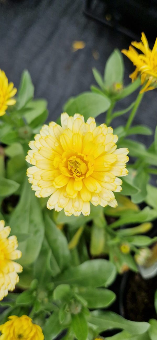 Calendula Power Daisy 'Sunray' Calendula Power Daisy 'Sunray'