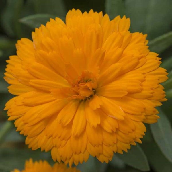 Calendula Power Daisy 'Tango' Calendula Power Daisy 'Tango'
