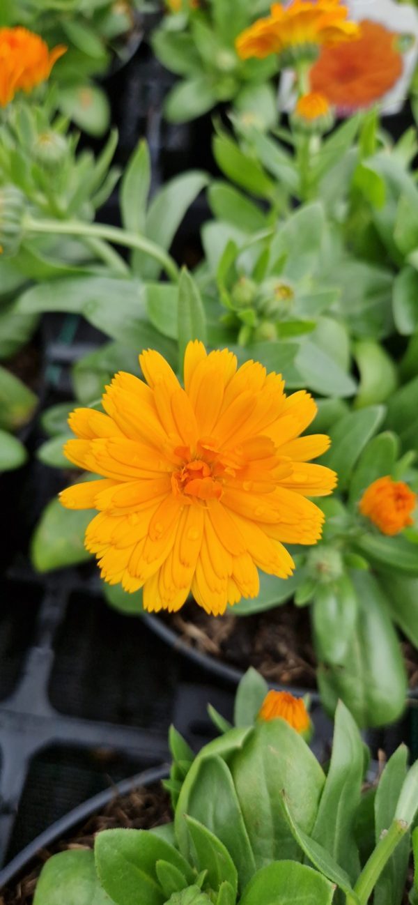 Calendula Power Daisy 'Tango' Calendula Power Daisy 'Tango'