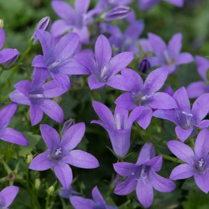 Campanula portenschlagiana 'Sago'