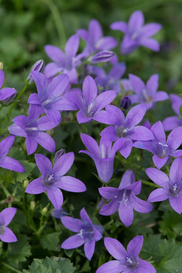 Campanula portenschlagiana 'Sago' | Proctors Nursery