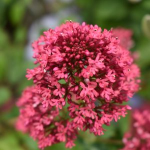 Centranthus ruber 'Pretty Betsy'