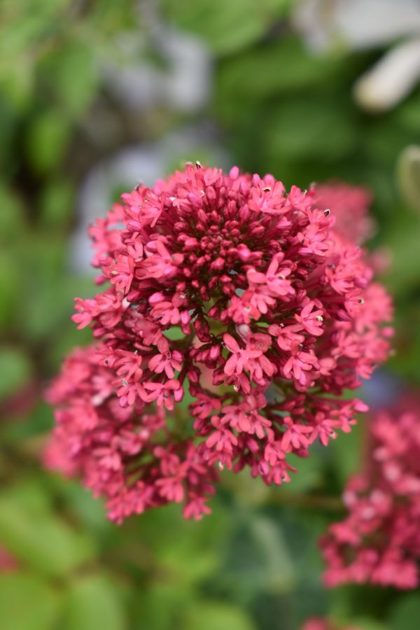 Centranthus ruber 'Pretty Betsy' Centranthus ruber 'Pretty Betsy'
