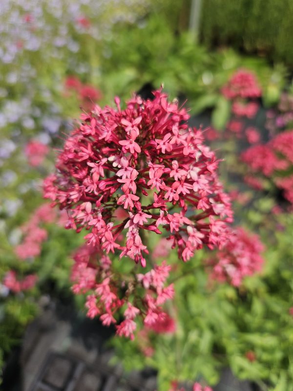 Centranthus ruber 'Pretty Betsy'3 Centranthus ruber 'Pretty Betsy'