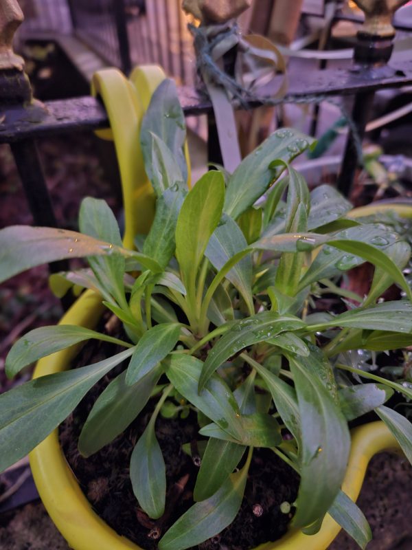 Centranthus ruber 'Pretty Betsy'4 Centranthus ruber 'Pretty Betsy'