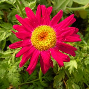 Chrysanthemum coccineum 'Robinsons Red'