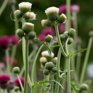 Cirsium rivulare 'Frosted Magic'