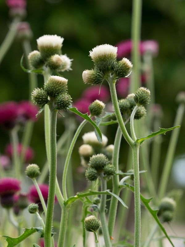 Cirsium 'Frosted Magic' Cirsium rivulare 'Frosted Magic'