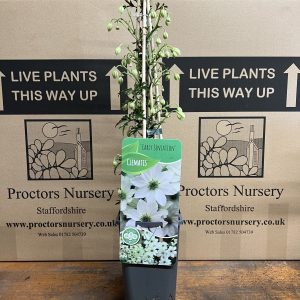 Clematis 'Early Sensation'