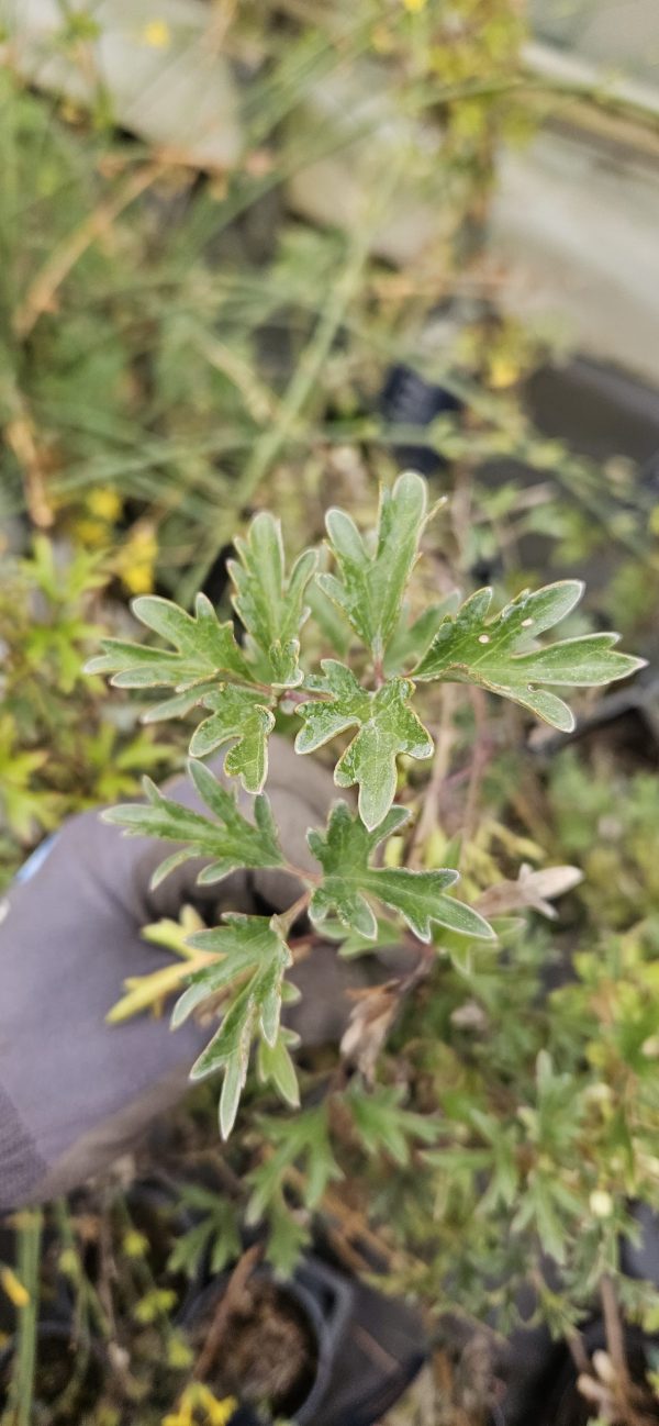 Clematis 'Early Sensation' Clematis 'Early Sensation'