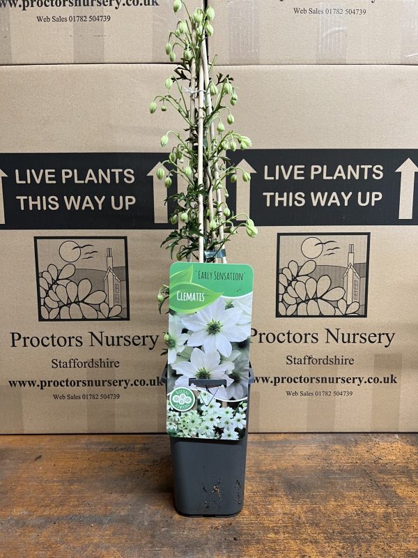 Clematis 'Early Sensation' Clematis 'Early Sensation'