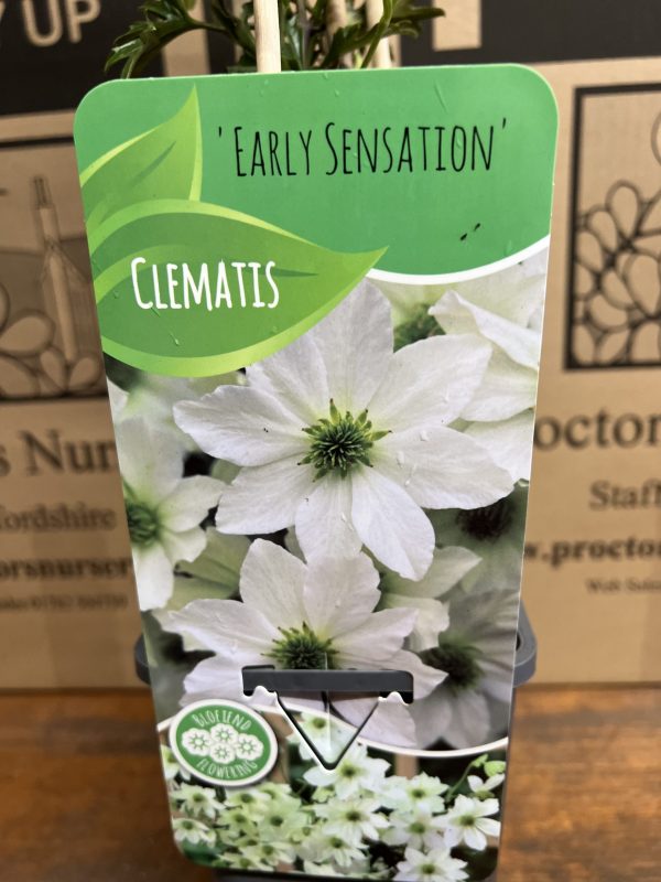 Clematis 'Early Sensation'2 Clematis 'Early Sensation'