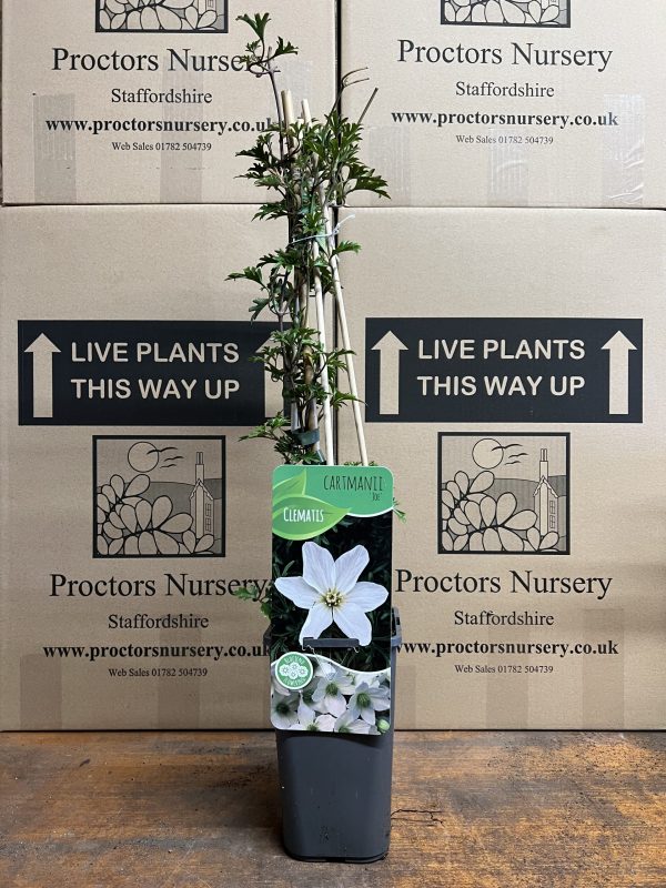 Clematis 'Joe' Clematis x cartmanii 'Joe'