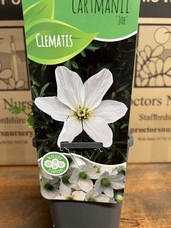 Clematis 'Joe'2 Clematis x cartmanii 'Joe'