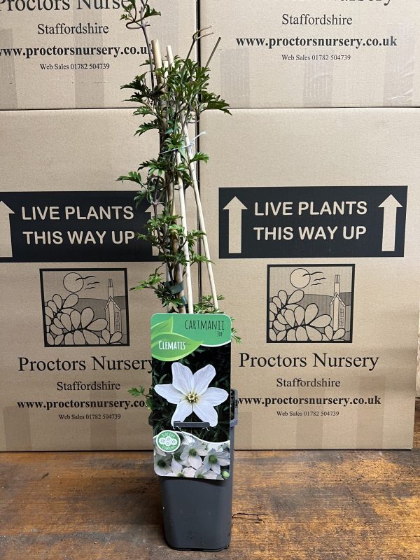 Clematis 'Joe'3 Clematis x cartmanii 'Joe'