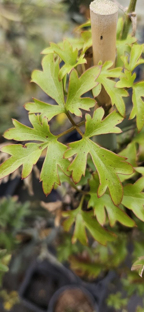 Clematis x cartmanii 'Joe' Clematis x cartmanii 'Joe'