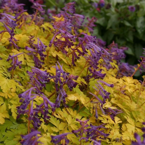 Corydalis 'Berry Exciting' Corydalis 'Berry Exciting'
