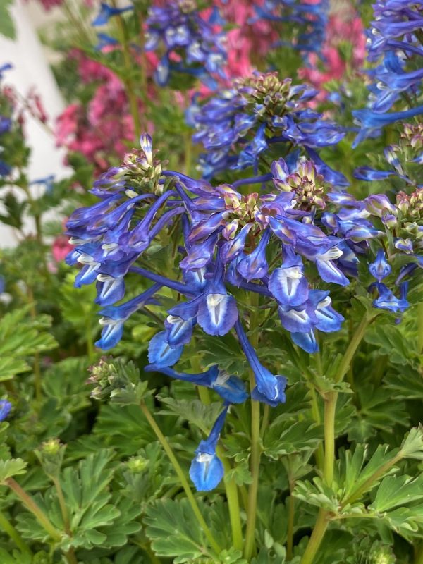 Corydalis calycosa 2 Corydalis calycosa