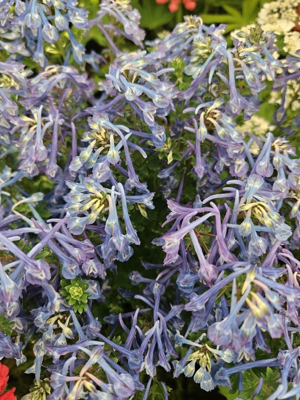 Corydalis calycosa Corydalis calycosa