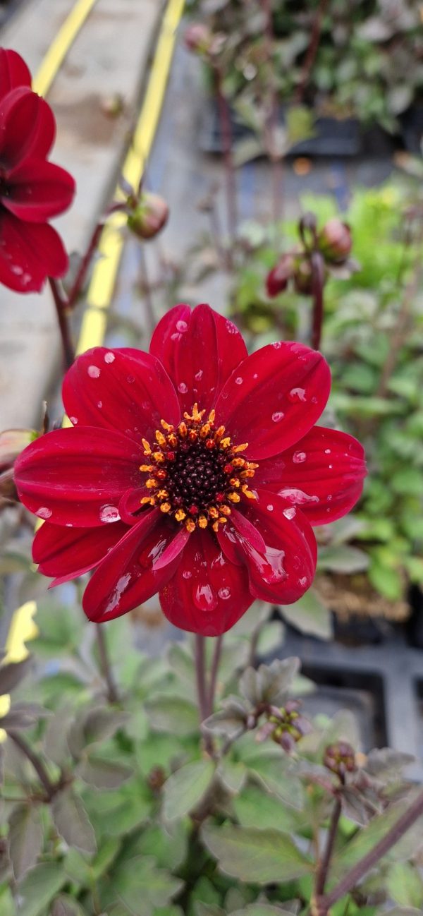 Dahlia Bishop of Auckland Dahlia 'Bishop of Auckland'