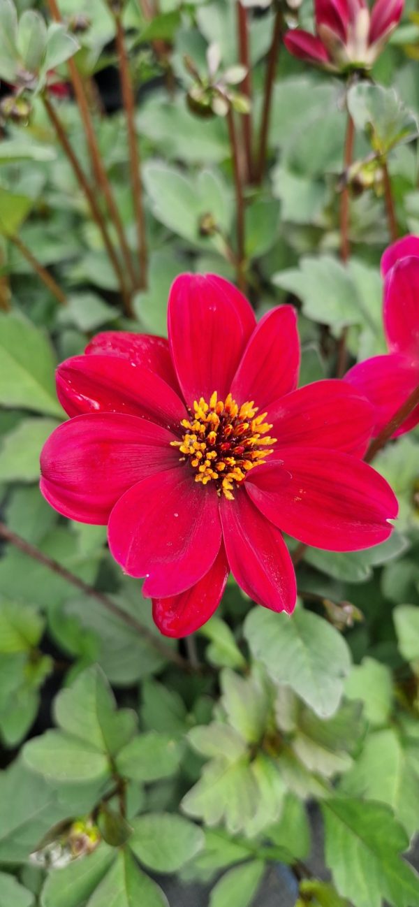 Dahlia 'Bishop of Auckland' Dahlia 'Bishop of Auckland'