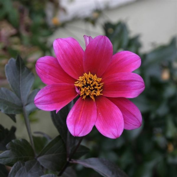 Dahlia 'Bishop of Canterbury' Dahlia 'Bishop of Canterbury'