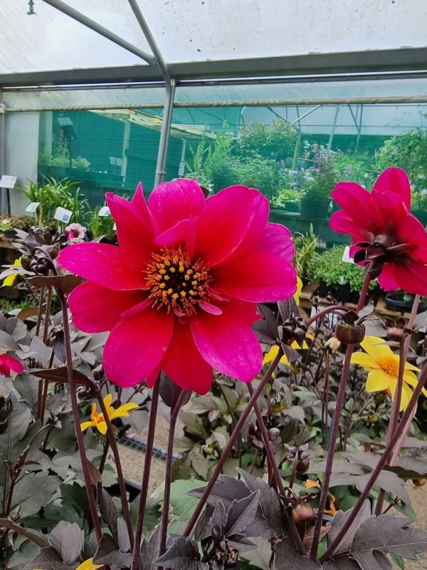 Dahlia 'Bishop of Canterbury' Dahlia 'Bishop of Canterbury'