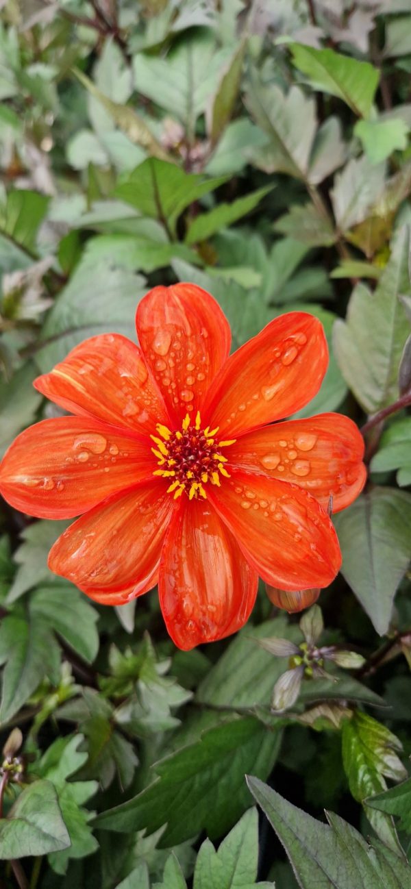 Dahlia 'Bishop of Oxford' Dahlia 'Bishop of Oxford'