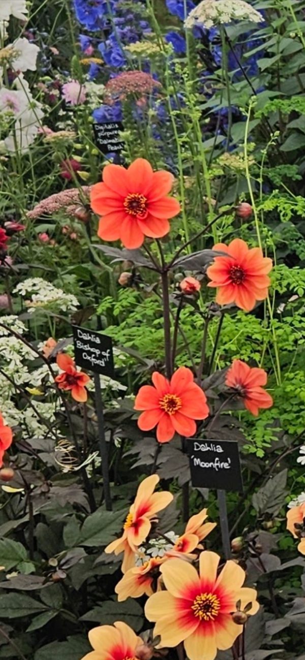 Dahlia 'Bishop of Oxford'2 Dahlia 'Bishop of Oxford'