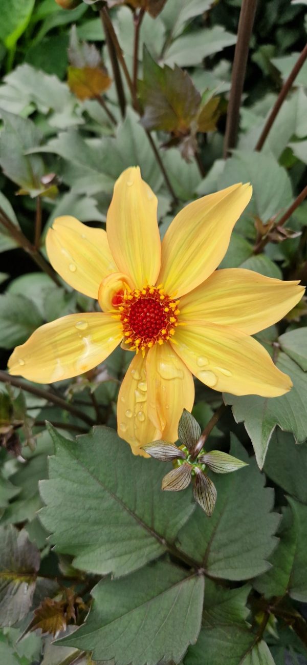 Dahlia 'Bishop of York' Dahlia 'Bishop of York'